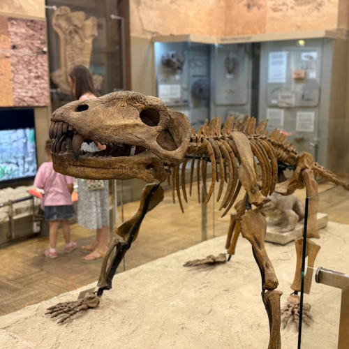 Музей Естественной Истории Татарстана